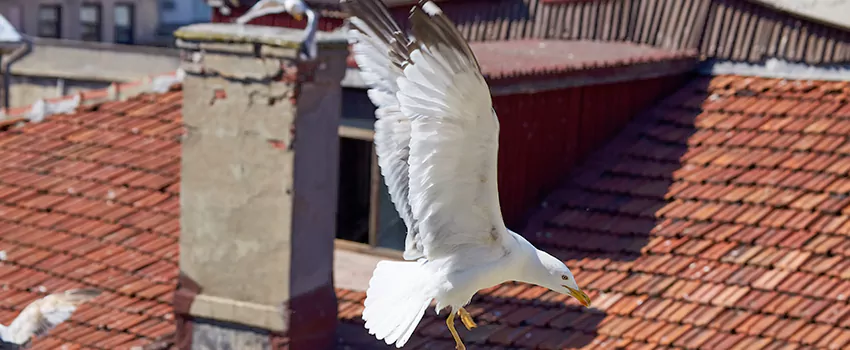 Residential Chimney Animal Removal Solution in Cuyahoga Falls, OH